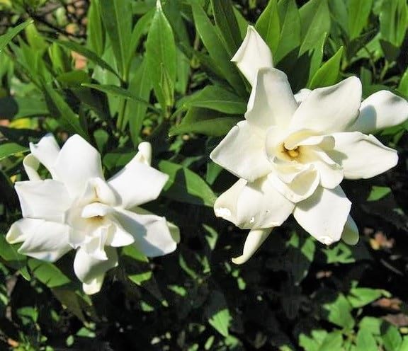 Frost Proof Gardenia 2 Gallon Pot Live Plant D353512