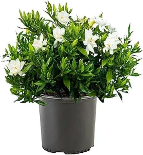 Frost Proof Gardenia 2 Gallon Pot Live Plant D353512