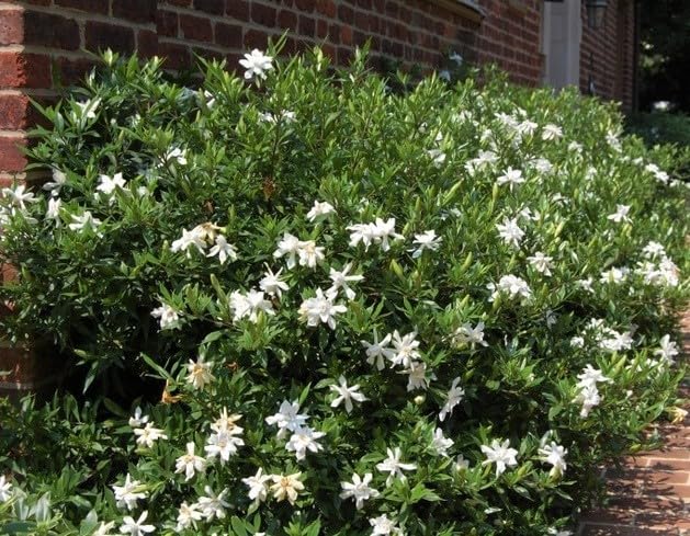 Frost Proof Gardenia 2 Gallon Pot Live Plant D353512