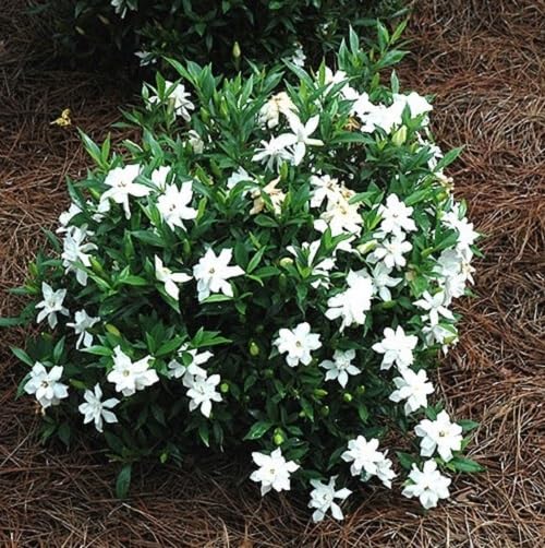 Frost Proof Gardenia 2 Gallon Pot Live Plant D353512