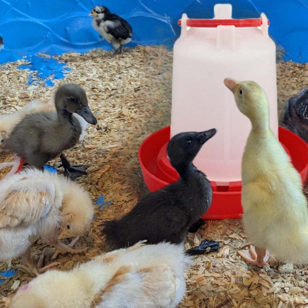 4 Pack 1 L Plastic Poultry Waterer E65221
