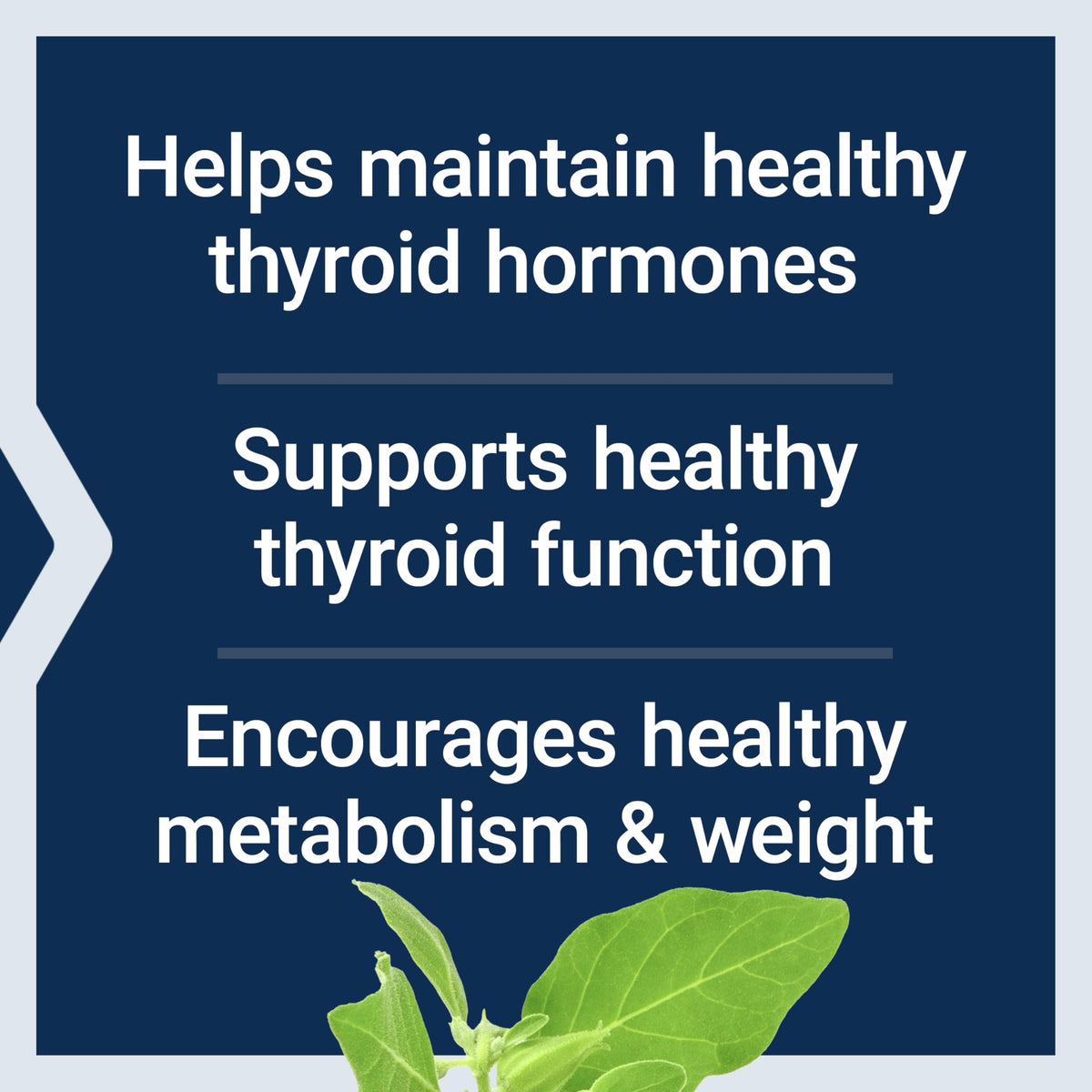 Thyroid Support Complex 60 Capsules F25639