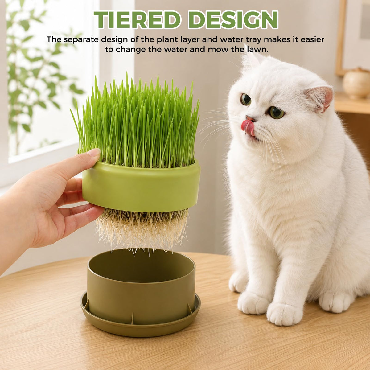Hydroponic Cat Grass Grow Box C776