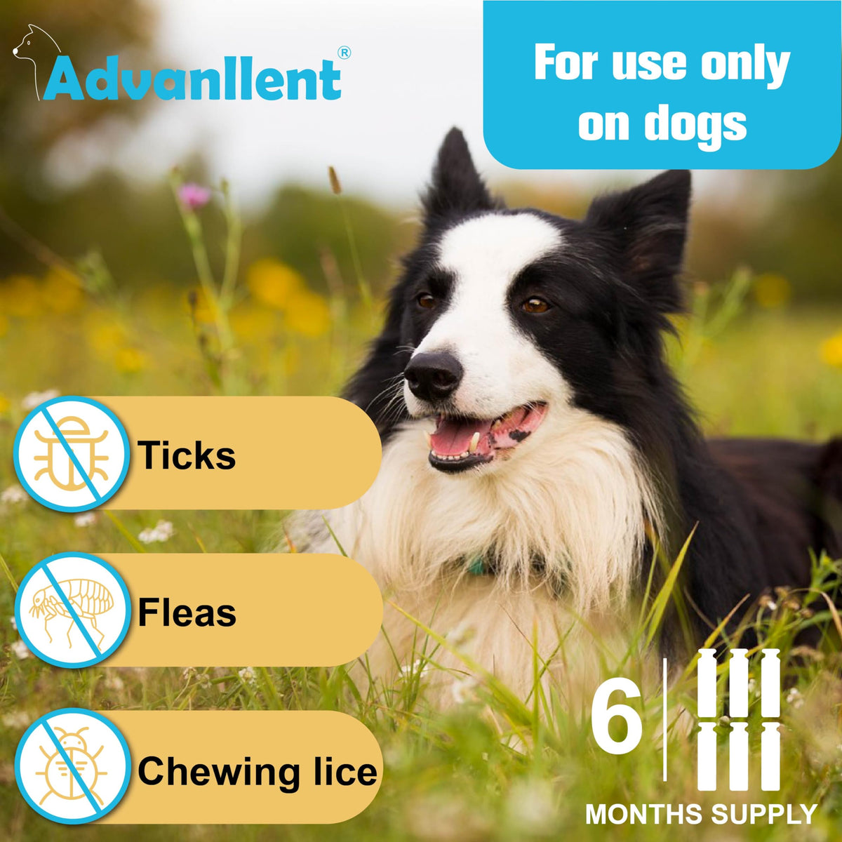 Flea and Tick Prevention for Dogs 6 Doses O5147