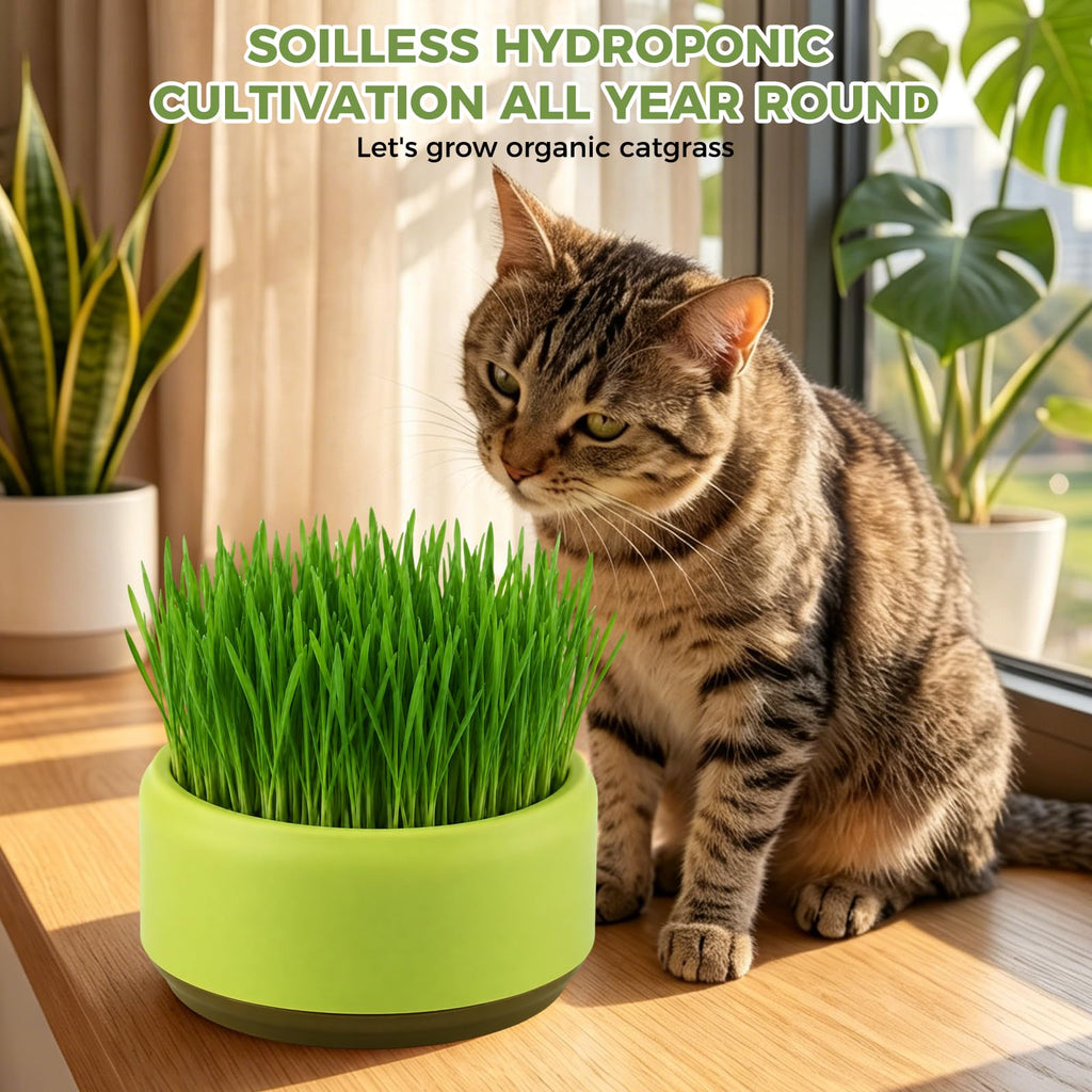 Hydroponic Cat Grass Grow Box C776