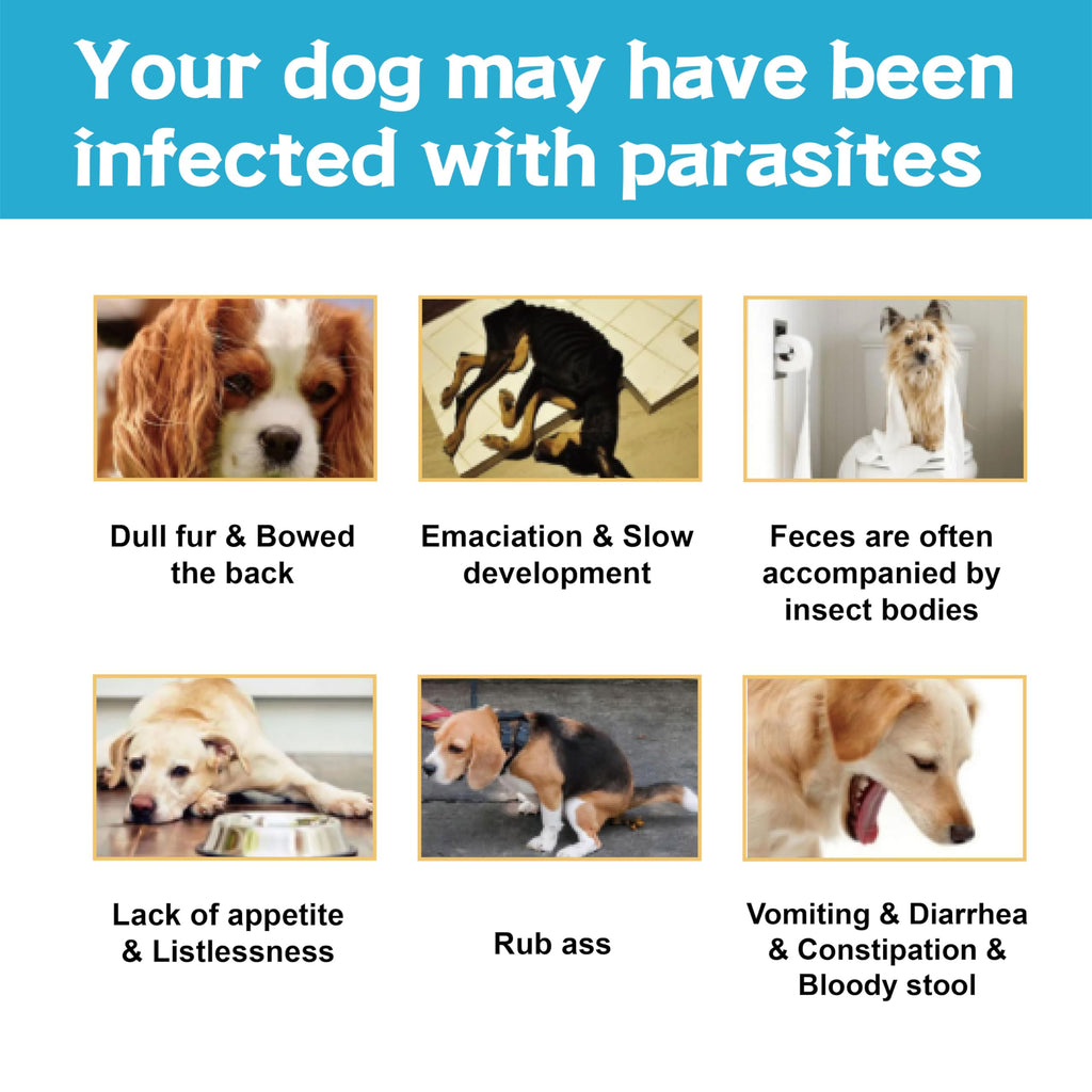 Flea and Tick Prevention for Dogs 6 Doses O5147